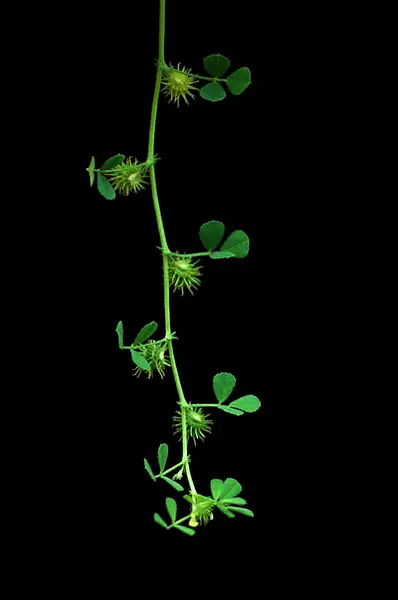 Mediterranean Medick