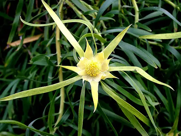 Tall Yellowbush