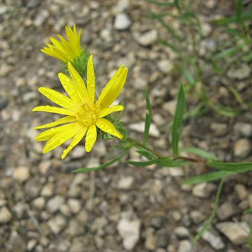 Texan Gumweed