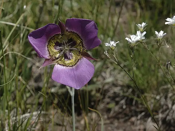 Gunnison Mariposa Lily
