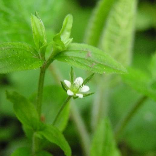 Three Veined Sandwort