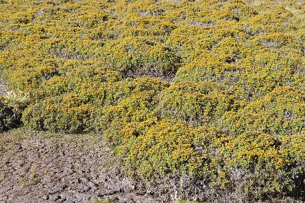 Alpine Coral Fern