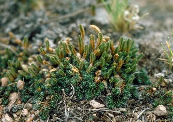 Small Spikemoss