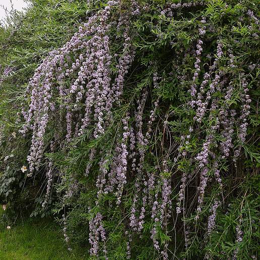 Alternate Leaf Butterfly Bush