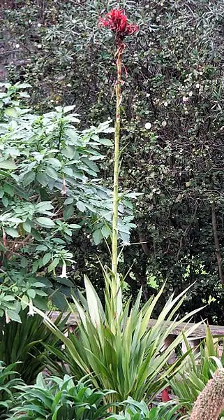 Flame Lily