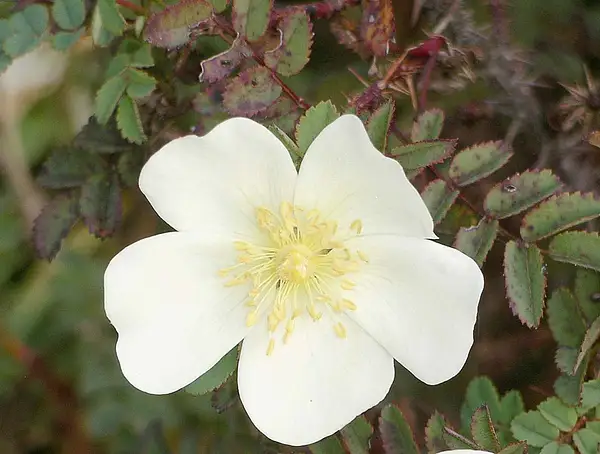 Scotchbriar
