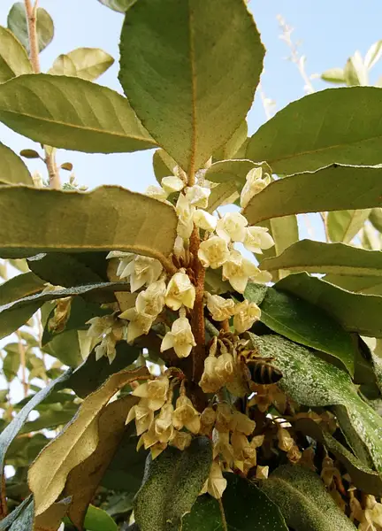 Elaeagnus ebbingei