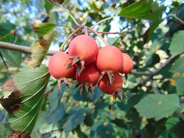 Pennsylvania Hawthorn