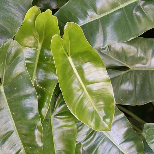Philodendron Burle Marx