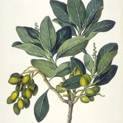 Karaka Nut