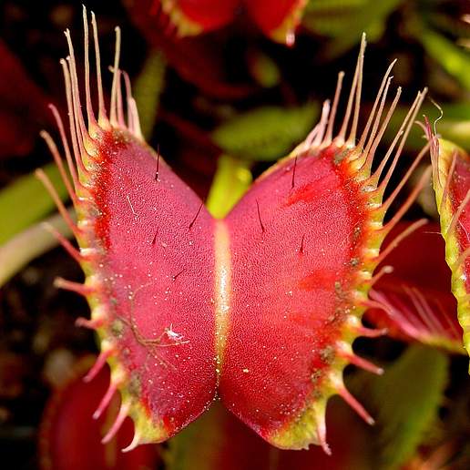 Venus Fly Trap