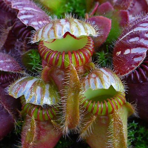 American Pitcherplant