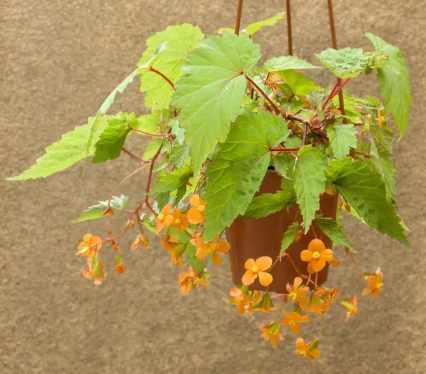 Cultivated Begonia