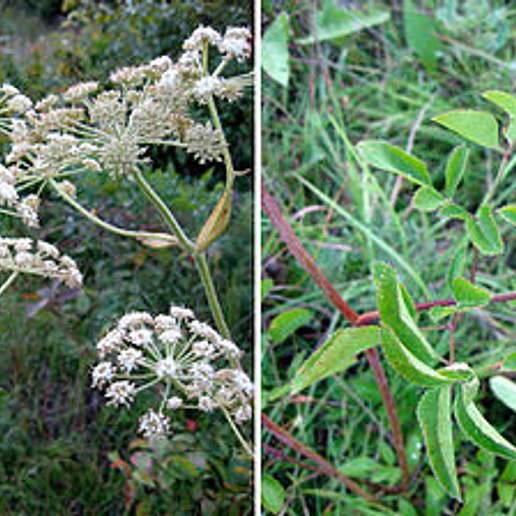Venous Angelica
