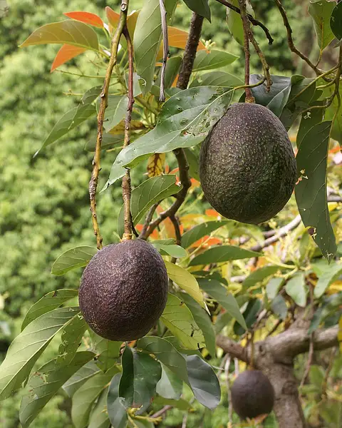 Butter Fruit