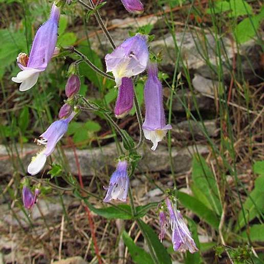 Hairy Beardtongue