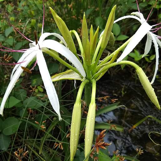 River Crinum Lily