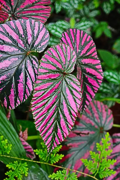 Exotica Begonia