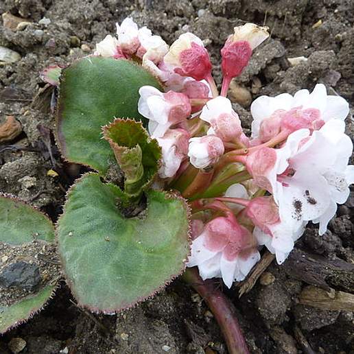 Hairy Leaf Bergenia
