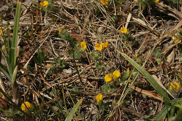 Hairy Bird's Foot Trefoil