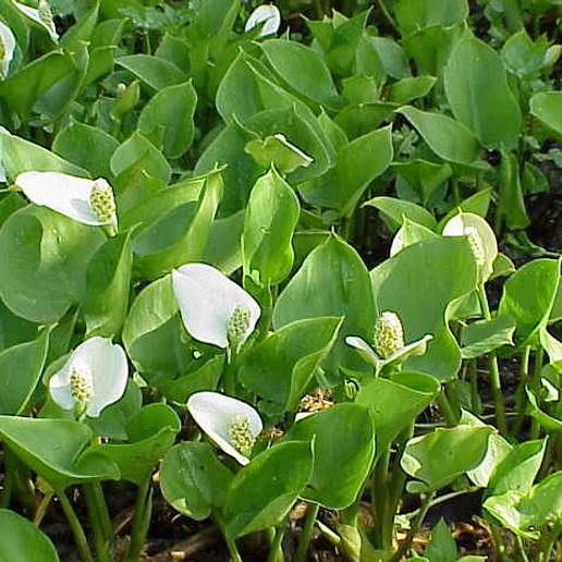 Wild Calla Lily