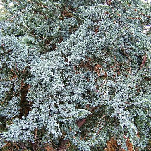 Flaky Juniper