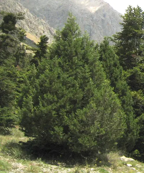 Stinking Juniper