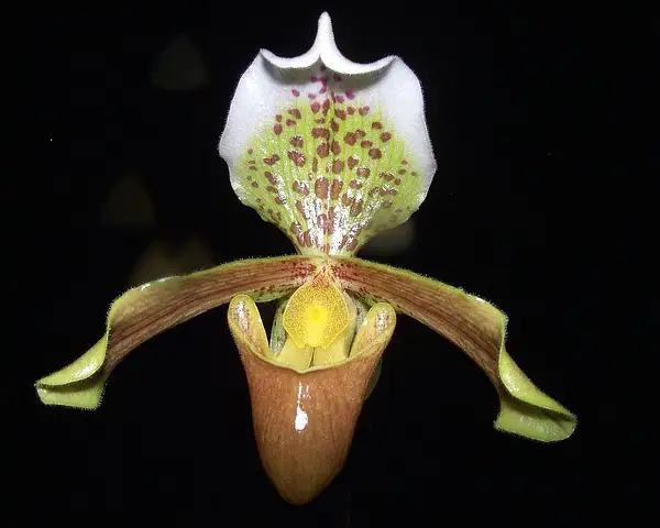 Splendid Paphiopedilum