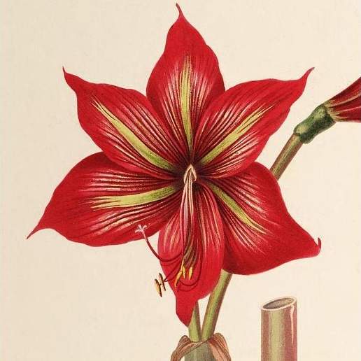 Persian Amaryllis