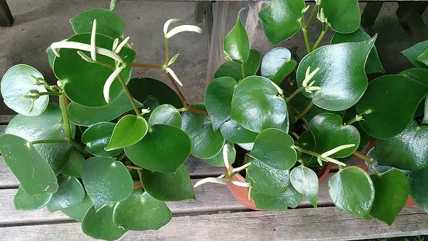 Coin Leaf Peperomia