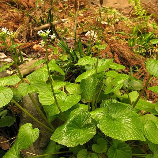 Japanese Horseradish