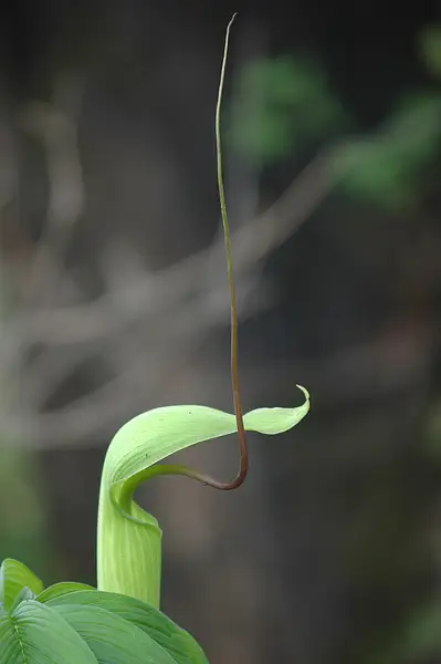 Whipcord Cobra Lily