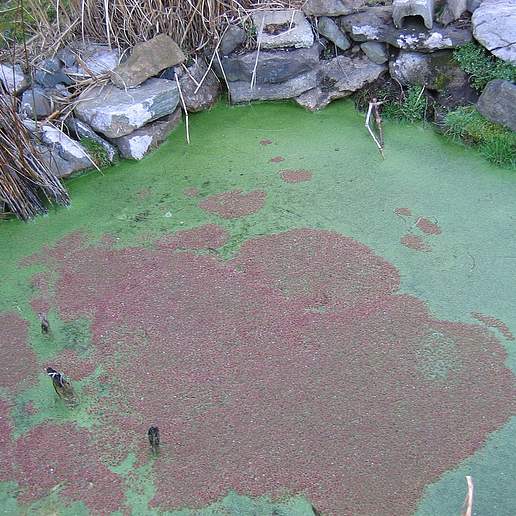 Pacific Azolla