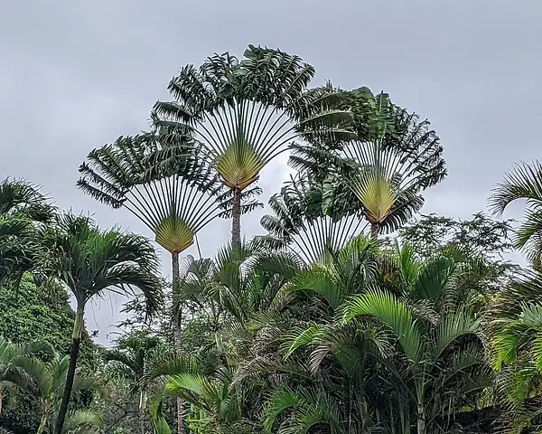 Traveller's Tree