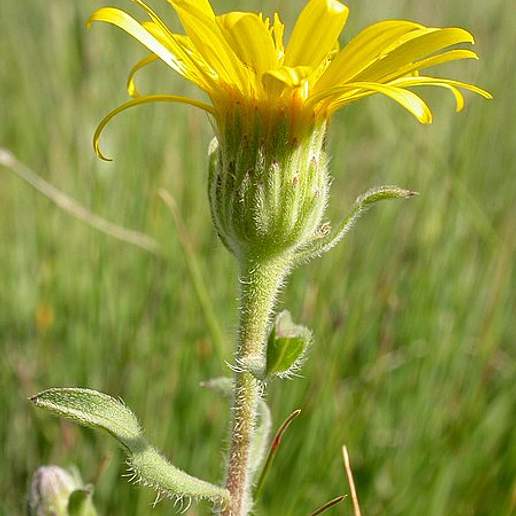 Hairy Goldenaster