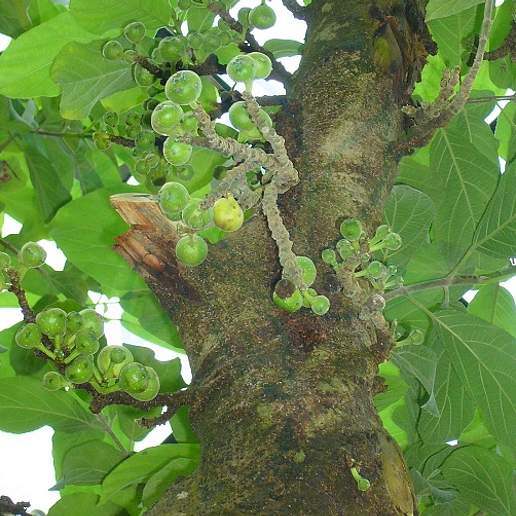 Rough Leaf Fig