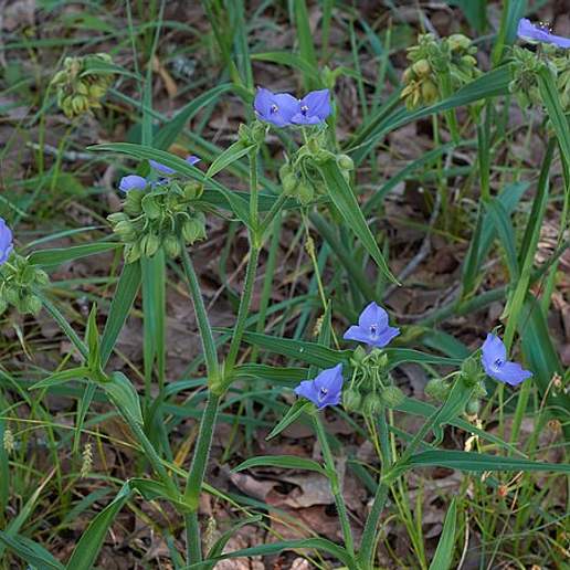 Hairyflower Spiderwort