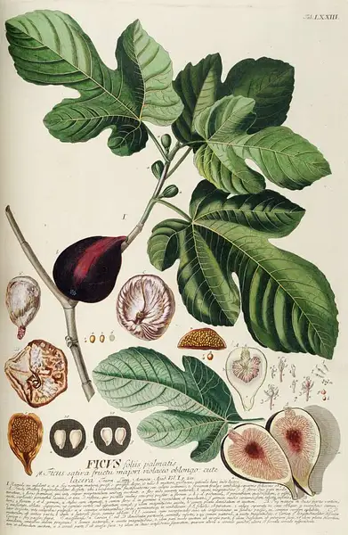 Brown Turkey Fig