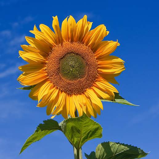Common Sunflower