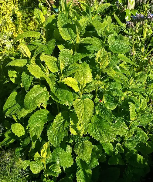 Beebalm