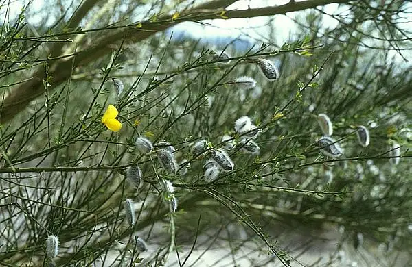 Portuguese Broom
