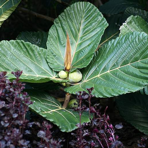 Highland Breadfruit