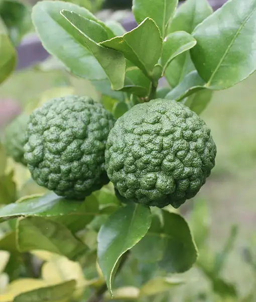 Makrut Lime