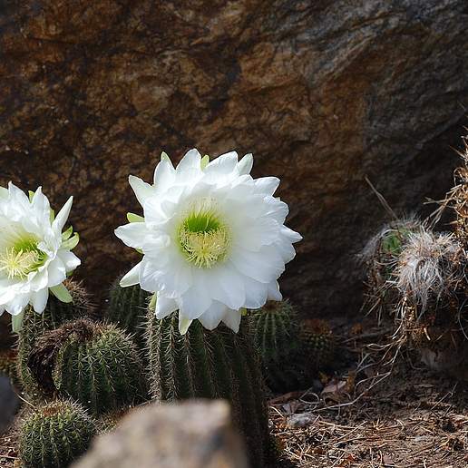 Torch Cactus