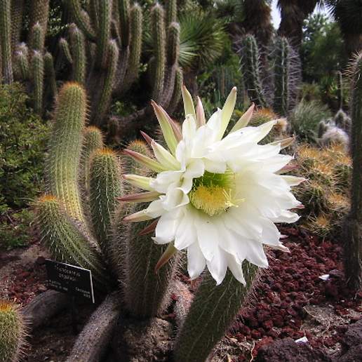 Torch Cactus