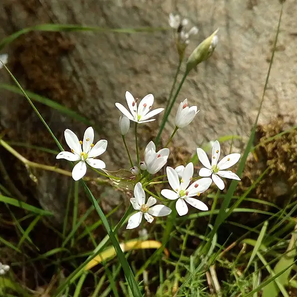 Water Onion