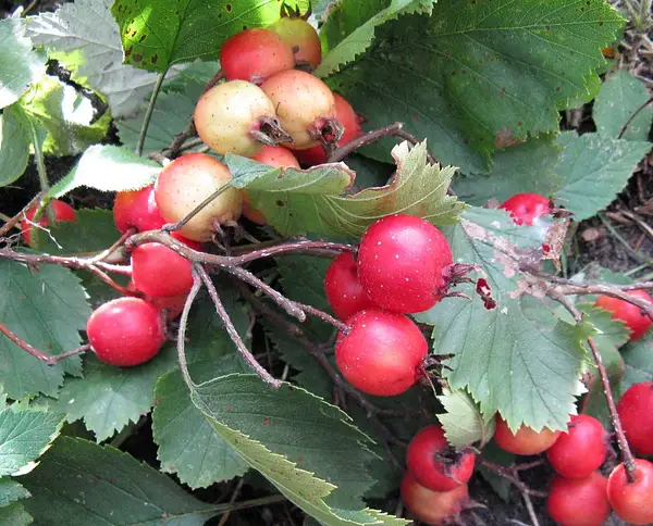 Canadian Hawthorn