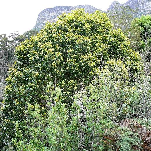 Assegai Tree