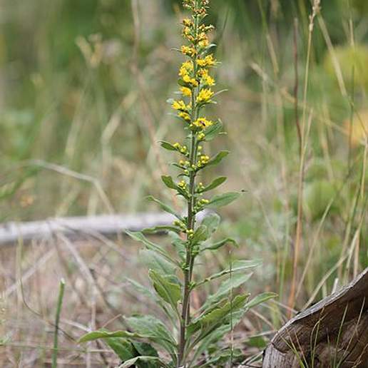 Shaggy Goldenrod