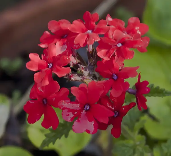 Peruvian Mock Vervain